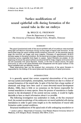 Surface Modifications of Neural Epithelial Cells During Formation of the Neural Tube in the Rat Embryo