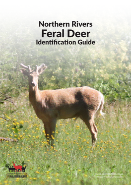 Northern Rivers Feral Deer Identification Guide