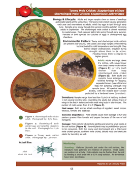 Mole Cricket: Scapteriscus Vicinus Shortwinged Mole Cricket: Scapteriscus Abbreviatus