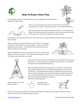 How to Plant a Breadfruit Tree