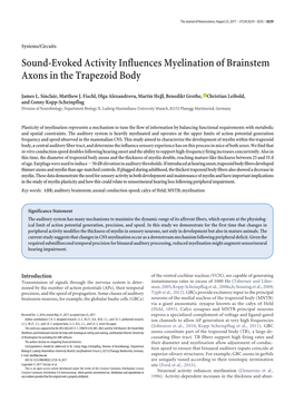 Sound-Evoked Activity Influences Myelination of Brainstem Axons in the Trapezoid Body