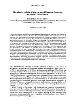 The Displays of the White-Throated Manakin Corapipo Gutturalis in Suriname