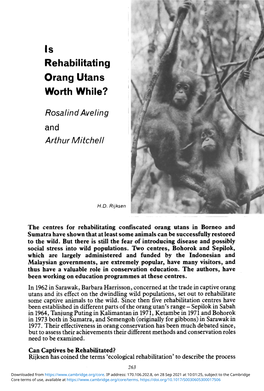 Is Rehabilitating Orang Utans Worth While?