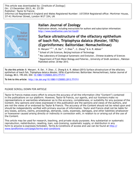 Italian Journal of Zoology Surface Ultrastructure of the Olfactory