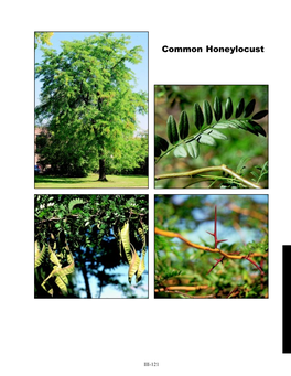 Common Honeylocust