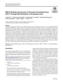 RBM15 Modulates the Function of Chromatin Remodeling Factor BAF155 Through RNA Methylation in Developing Cortex