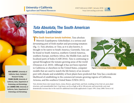Tuta Absoluta, the South American Tomato Leafminer