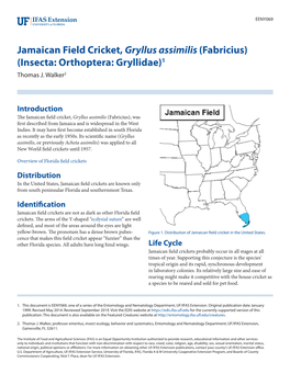 Jamaican Field Cricket, Gryllus Assimilis (Fabricius) (Insecta: Orthoptera: Gryllidae)1 Thomas J