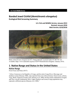 Hemichromis Elongatus) Ecological Risk Screening Summary