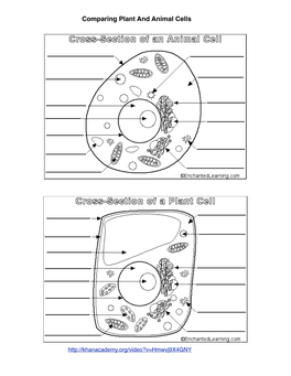 Plant:Animal Cell Comparison