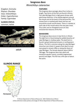 Longnose Dace Rhinichthys Cataractae Kingdom: Animalia FEATURES Phylum: Chordata the Longnose Dace Averages About Four Inches in Class: Osteichthyes Length