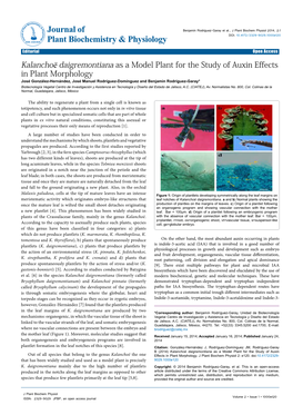 K. Daigremontiana As a Model Plant for the Study of Auxin Effects In