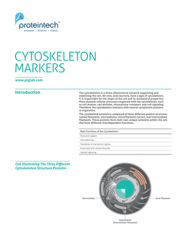 Cytoskeleton Markers