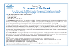 Structures of the Heart