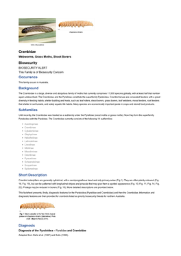 Crambidae Biosecurity Occurrence Background Subfamilies Short Description Diagnosis
