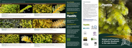 Atlantic Woodlands in the Lake District Mosses & Liverworts