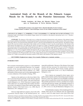 Anatomical Study of the Branch of the Palmaris Longus Muscle for Its Transfer to the Posterior Interosseous Nerve