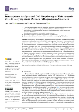 Transcriptome Analysis and Cell Morphology of Vitis Rupestris Cells to Botryosphaeria Dieback Pathogen Diplodia Seriata