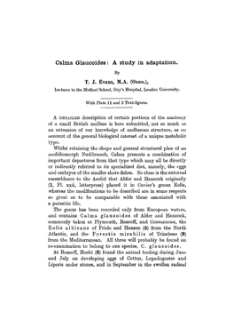 Calma Glaucoides: a Study in Adaptation