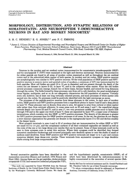 And Neuropeptide Y-Immunoreactive Neurons in Rat and Monkey Neocortex’