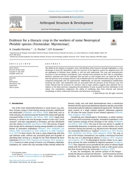 Evidence for a Thoracic Crop in the Workers of Some Neotropical Pheidole Species (Formicidae: Myrmicinae)