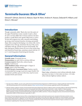 Terminalia Buceras: Black Olive1 Edward F