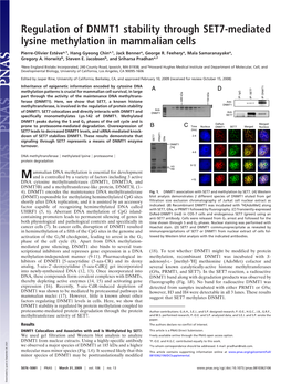 Regulation of DNMT1 Stability Through SET7-Mediated Lysine Methylation in Mammalian Cells