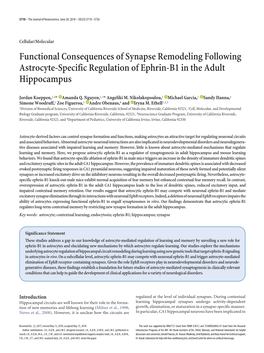 Functional Consequences of Synapse Remodeling Following Astrocyte-Specific Regulation of Ephrin-B1 in the Adult Hippocampus