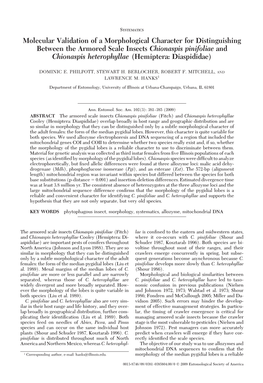 Molecular Validation of a Morphological Character for Distinguishing Between the Armored Scale Insects Chionaspis Pinifoliae