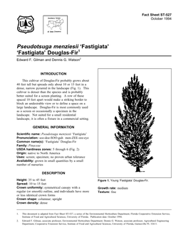 Pseudotsuga Menziesii 'Fastigiata' 'Fastigiata' Douglas-Fir