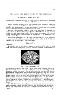 The Larval and Pupal Stages of the Bibionidae