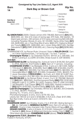 Dark Bay Or Brown Colt Barn 14 Hip No