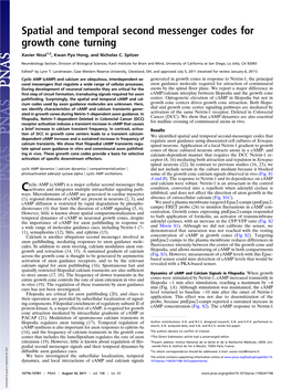 Spatial and Temporal Second Messenger Codes for Growth Cone Turning