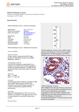 PHF16 Antibody (C-Term) Affinity Purified Rabbit Polyclonal Antibody (Pab) Catalog # Ap17166b