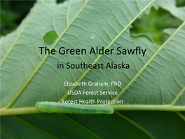 The Green Alder Sawfly in Southeast Alaska