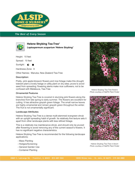 Alsip Home and Nursery Helene Strybing Tea-Tree