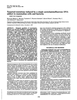 Targeted Mutations Induced by a Single Acetylaminofluorene DNA