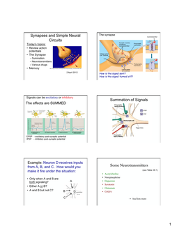 Synapses and Simple Neural Circuits! Summation of Signals! Some