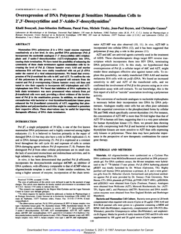 Overexpression of DNA Polymerase @Jsensitizes Mammalian Cells to 2',3'