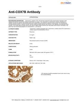 Anti-COX7B Antibody