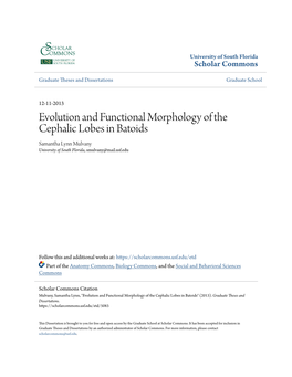 Evolution and Functional Morphology of the Cephalic Lobes in Batoids Samantha Lynn Mulvany University of South Florida, Smulvany@Mail.Usf.Edu