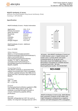 MGAT5 Antibody (C-Term) Affinity Purified Rabbit Polyclonal Antibody (Pab) Catalog # Ap13815b