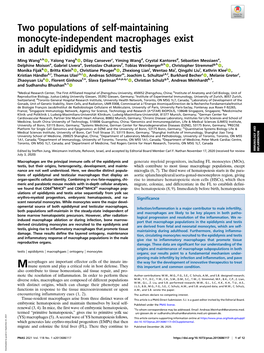 Two Populations of Self-Maintaining Monocyte-Independent Macrophages Exist in Adult Epididymis and Testis