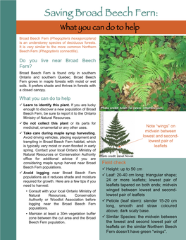 Broad Beech Fern: What You Can Do to Help Broad Beech Fern (Phegopteris Hexagonoptera) Is an Understorey Species of Deciduous Forests