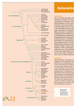 Solanales Nymphaeales Austrobaileyales