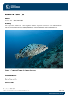 Fact Sheet: Potato Cod