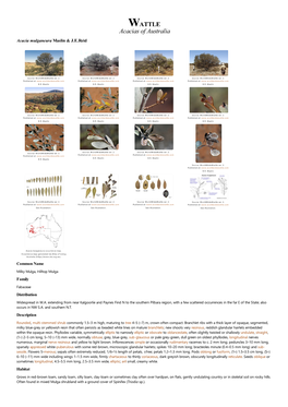 Acacia Mulganeura Maslin & J.E.Reid