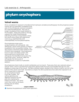 Phylum Onychophora