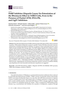 PARP Inhibitor Olaparib Causes No Potentiation of the Bleomycin Effect