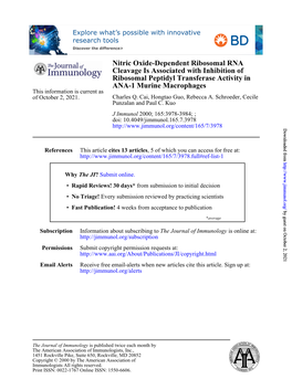 ANA-1 Murine Macrophages Ribosomal Peptidyl Transferase Activity in Cleavage Is Associated with Inhibition of Nitric Oxide-Depen